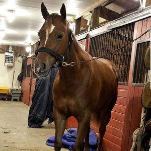 Meet your Posher, Donna